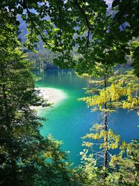 Scenic view of lake amidst trees in forest