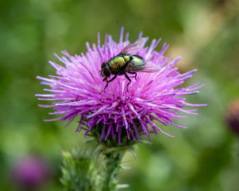 Close-up of honey bee pollinating on purple flower