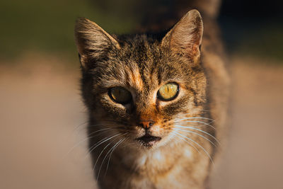 Close-up portrait of a cat