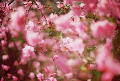 Close-up of pink flowers on branch