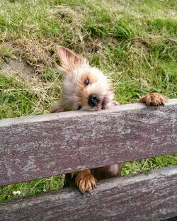 Dog behind fence