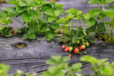 Plants growing on wood