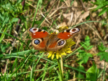 Close-up of butterfly on flower