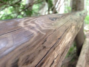 Close-up of tree trunk