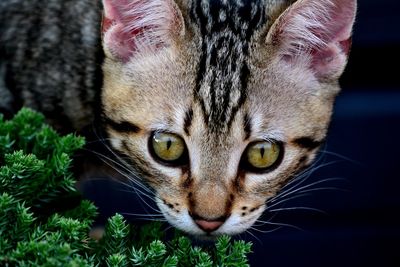 Close-up portrait of a cat