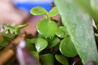 Close-up of wet plant