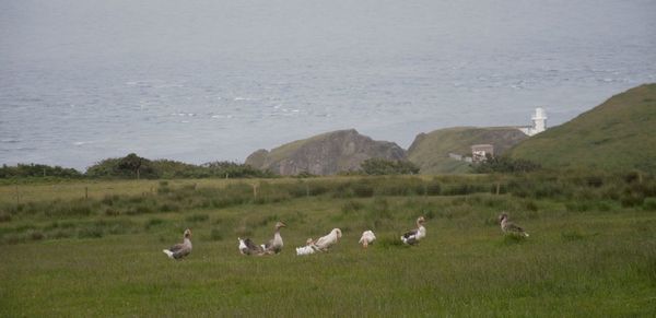 Flock of birds on grass by sea