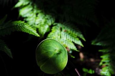 Close-up of fresh green leaves