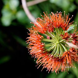 Close-up of red flowers