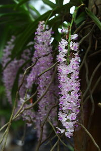 Close-up of purple flowers blooming outdoors