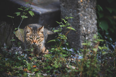 Portrait of a cat on field