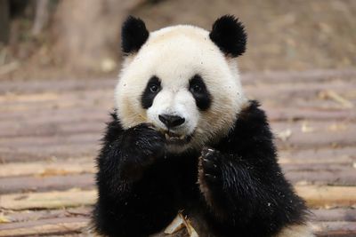 A little cute panda cub eating bamboo
