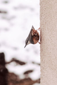 Close-up of a bird