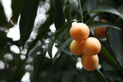 Close-up of fruits on tree