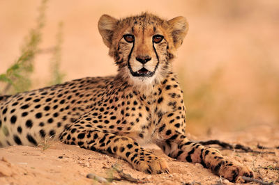 Cheetah in the wild, africa