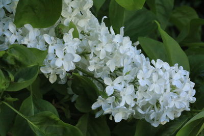 Close-up of white flowering plant