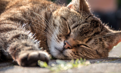 Close-up of cat sleeping