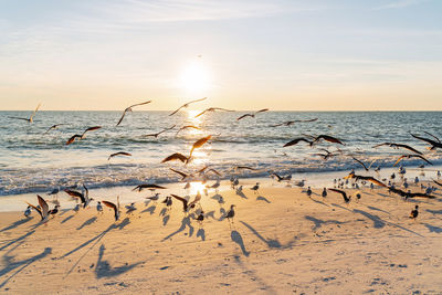 Flock of birds at lovers key state park beach with sun setting in background, fort myers, florida, usa