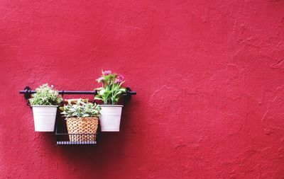 Potted plants against red wall