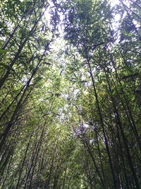 Low angle view of trees in forest