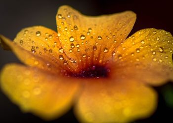 Close-up of water drops on leaf