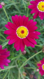 Close-up of pink flower