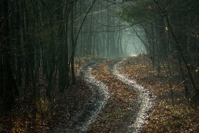 A winding road with leaves through a dark forest