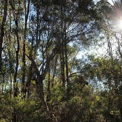 Low angle view of trees