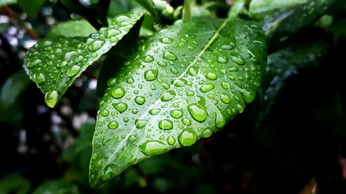 Close-up of water drops on leaf