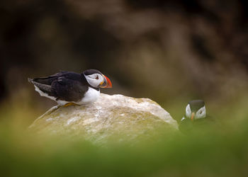 Close-up of bird perching