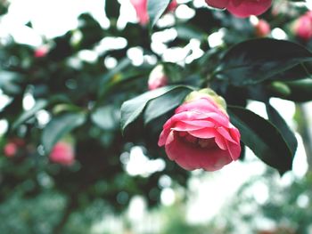 Close-up of pink rose