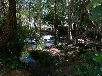 Scenic view of waterfall in forest