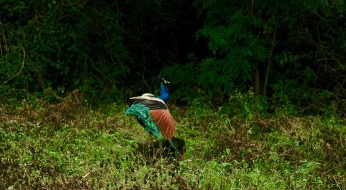 Close-up of bird on field