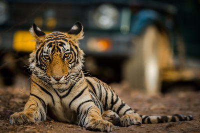 Close-up of a tiger