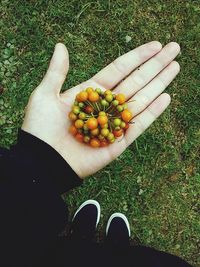 Low section of person holding fruit on field