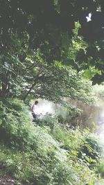 Plants growing on tree