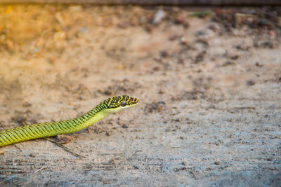 High angle view of lizard on land