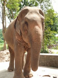 Close-up of elephant