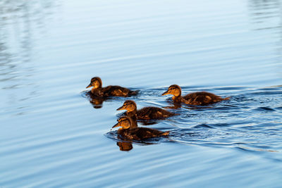 View of ducks swimming in lake