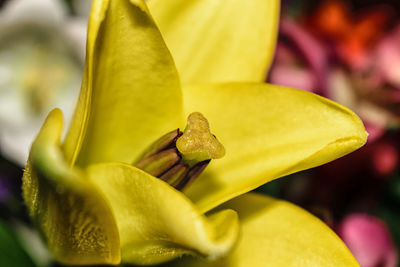 Close-up of yellow flower