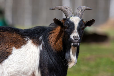 White, brown and black spotted goat in the yard of a farm