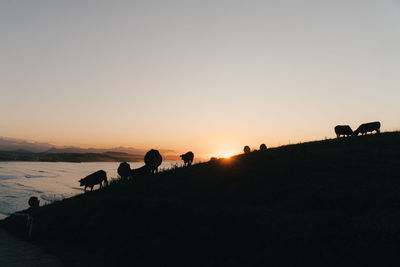 Silhouette of cows grazing on land during sunset