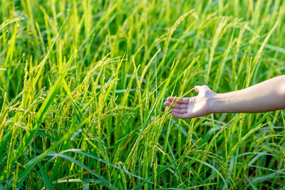 Low section of person on field