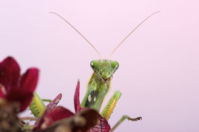 Close-up of insect on pink flower