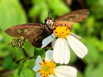 Close-up of butterfly pollinating on flower