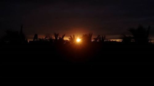 Silhouette of trees at sunset