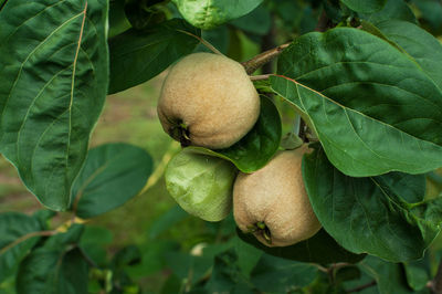 Close-up of fruits on tree