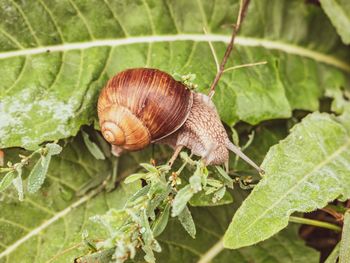 Close-up of snail on leaves