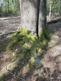 Trees growing in forest