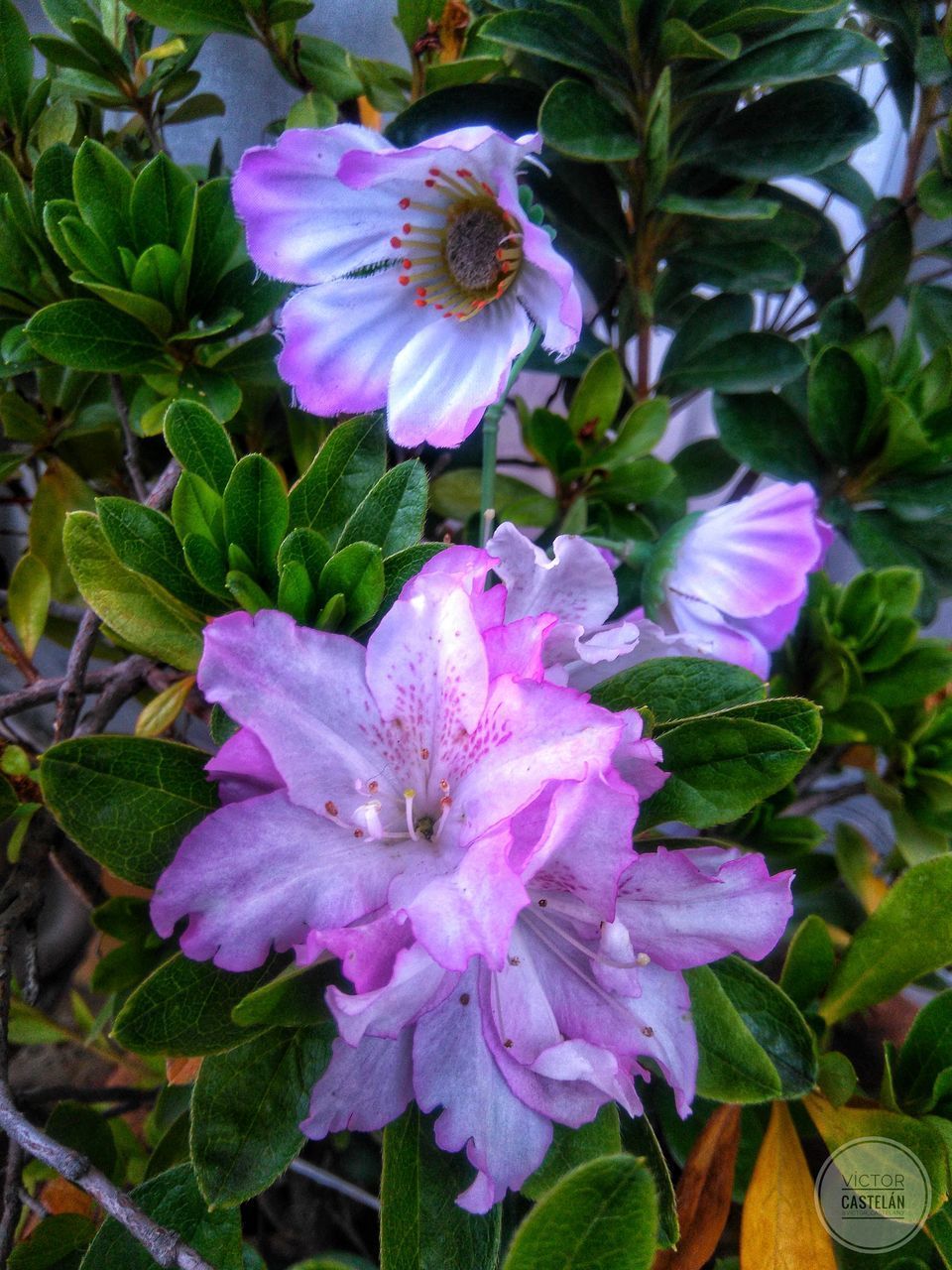 CLOSE-UP OF PURPLE FLOWERING PLANT